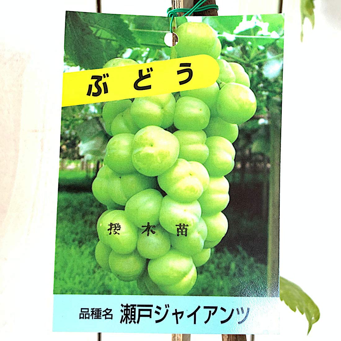 ぶどう 楽天市場】岡山産 たねなし シャインマスカットぶどう 【晴王